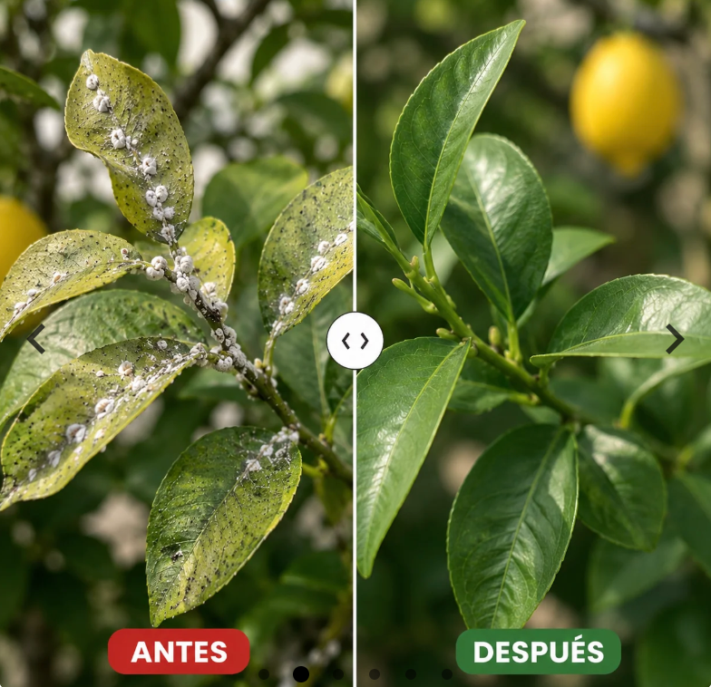 CERO PLAGAS | LA SOLUCIÓN NATURAL PARA LAS PLAGAS DE TU LIMONERO